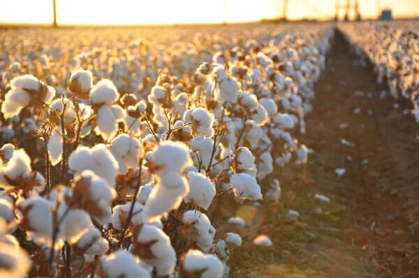 t-shirts en coton à manches longues