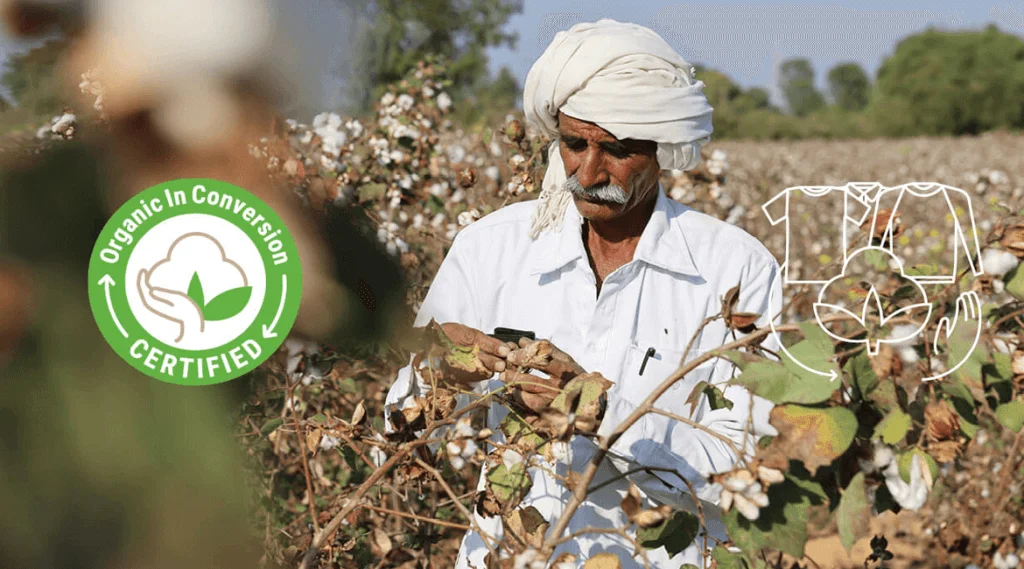 cotone organico in conversione: come funziona e quali sono i vantaggi